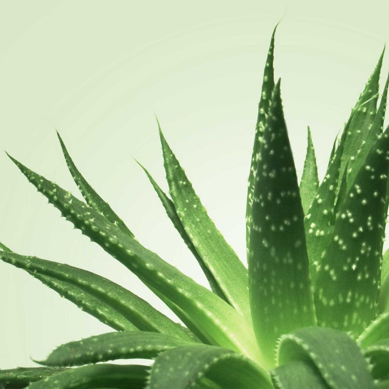 Gel massage nuru Mixgliss Aloe Vera 98% naturel testé dermatologique